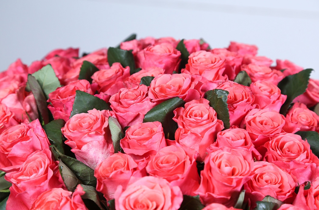 Růže růžové 70cm - PREMIOVÁ KVALITA